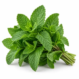Menthe fraîche – نعناع