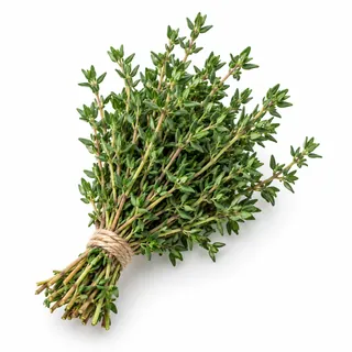 Thym frais – زعتر