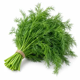 Aneth frais – شبت