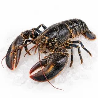 Homard