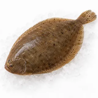 Sole