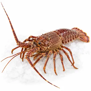 Langouste