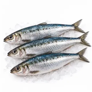 Sardine