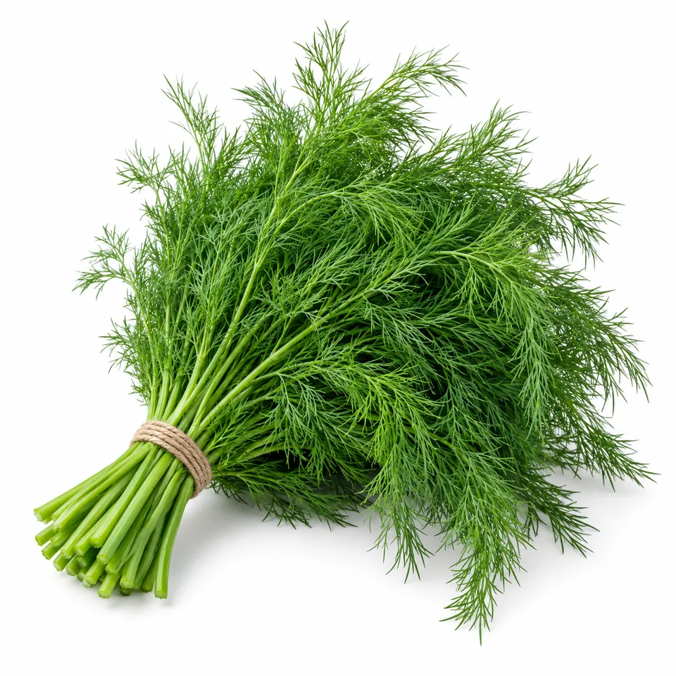 Aneth frais – شبت