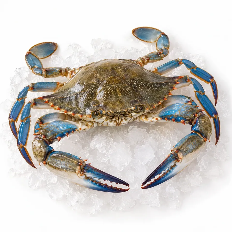 Crabe bleu