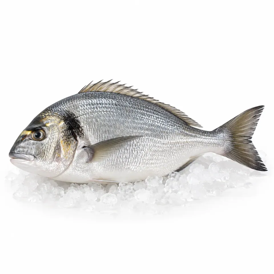 Dorade / وراطة